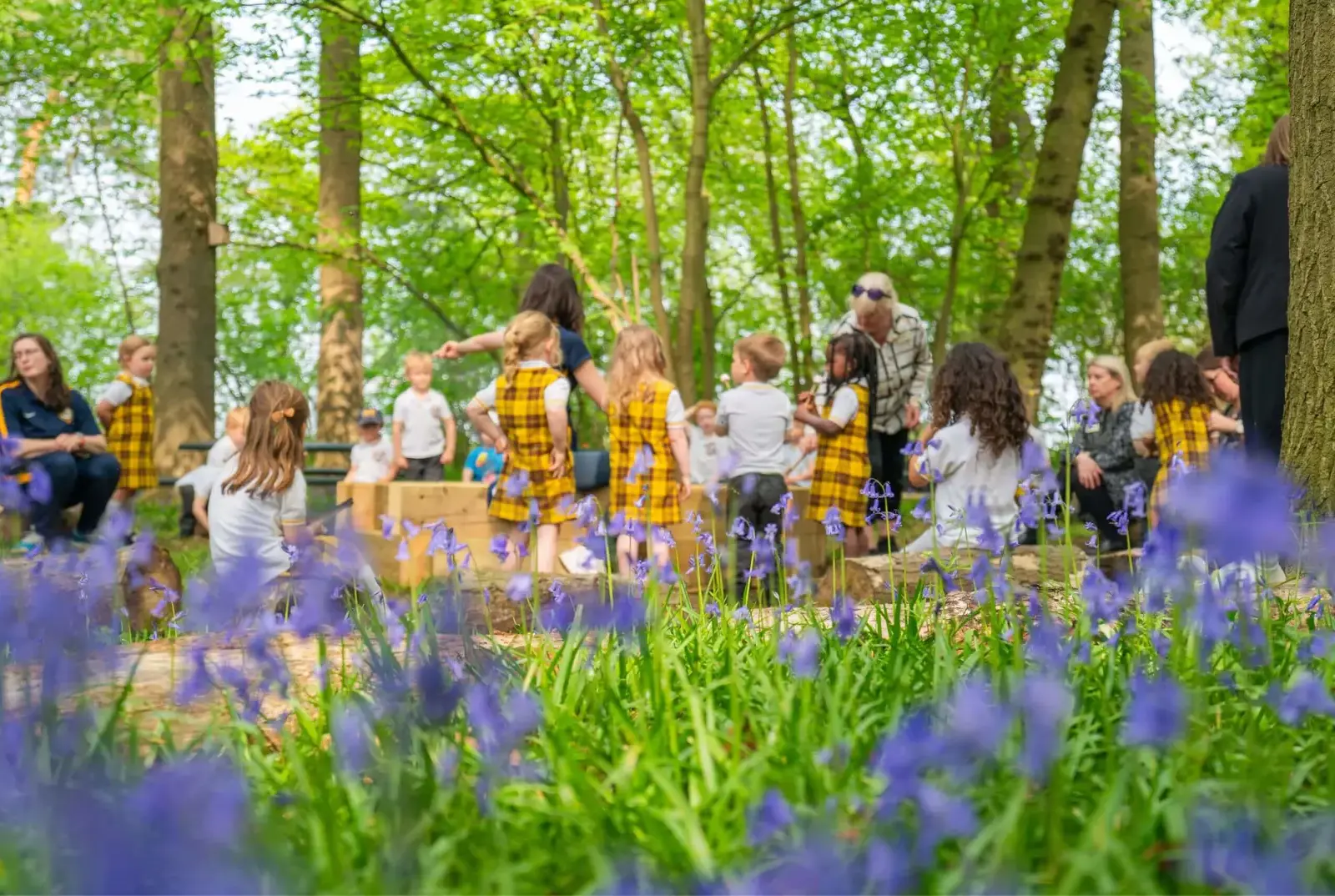 English bluebells in the ancient woodland.