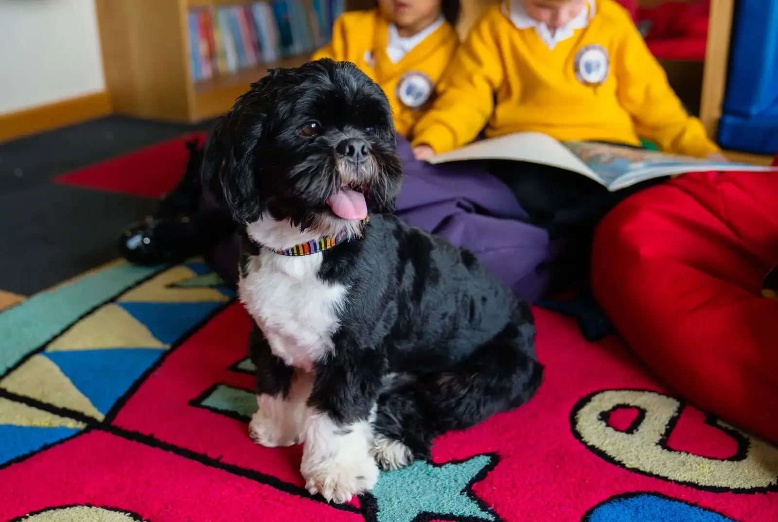 Carson, the reading dog, sitting in the library.