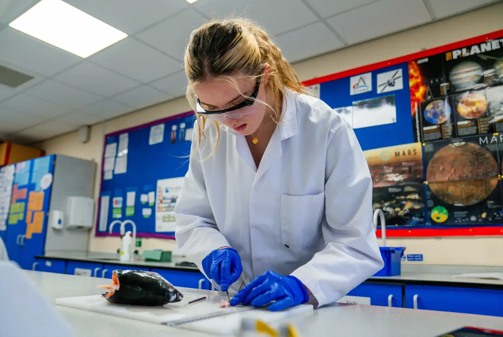 Student cutting a fish as part of a science experiment.
