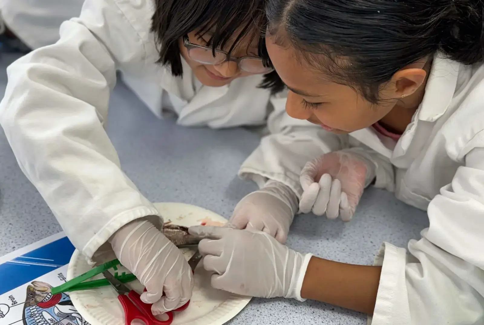 Students dissecting as part of a Science lesson.