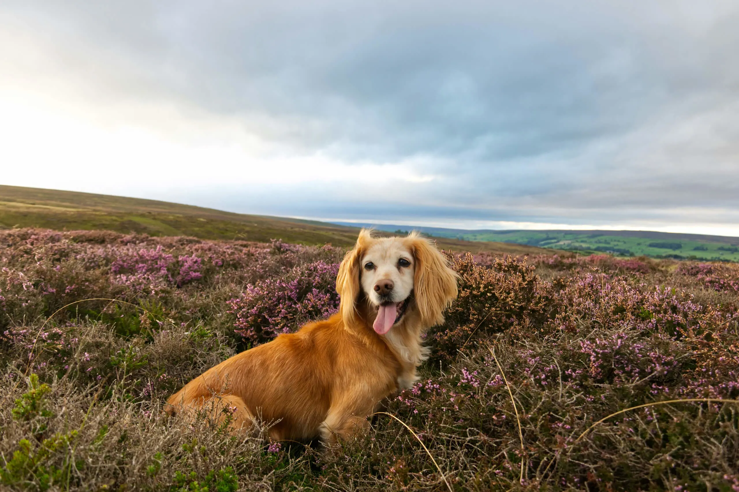 North York Moors near to where QE is located.